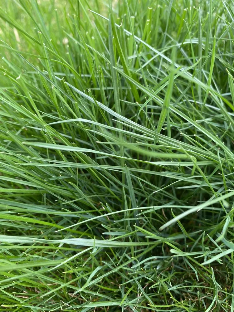 Trusted residential landscaping experts serving Burleson, TX - Fort Worth's Yard Man