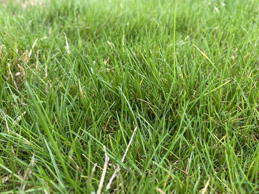 Affordable lawn care service experts serving Burleson, TX - Fort Worth's Yard Man