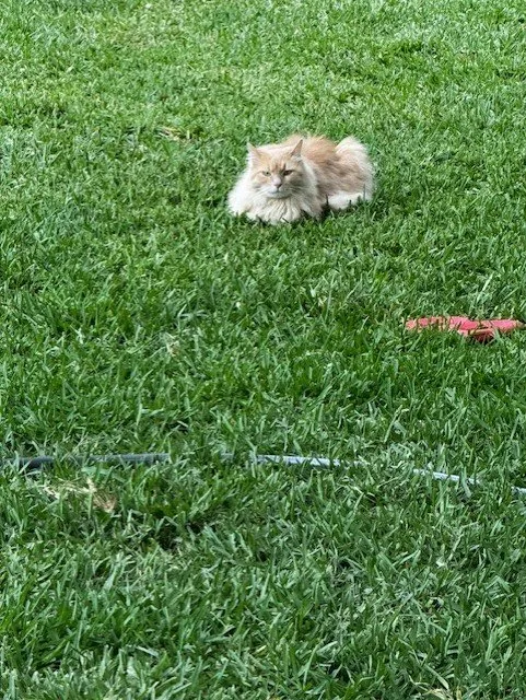 Local lawn care service for homes in Burleson, TX by Fort Worth's Yard Man