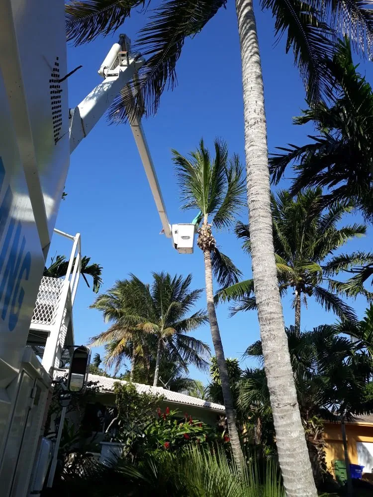 Local residential landscaping in Hialeah, FL by Forte Tree Trimming