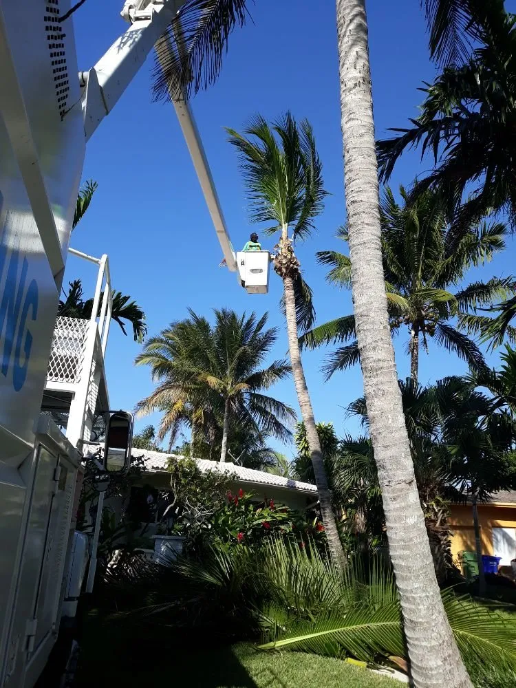 Affordable lawn mowing service in Hialeah, FL by Forte Tree Trimming