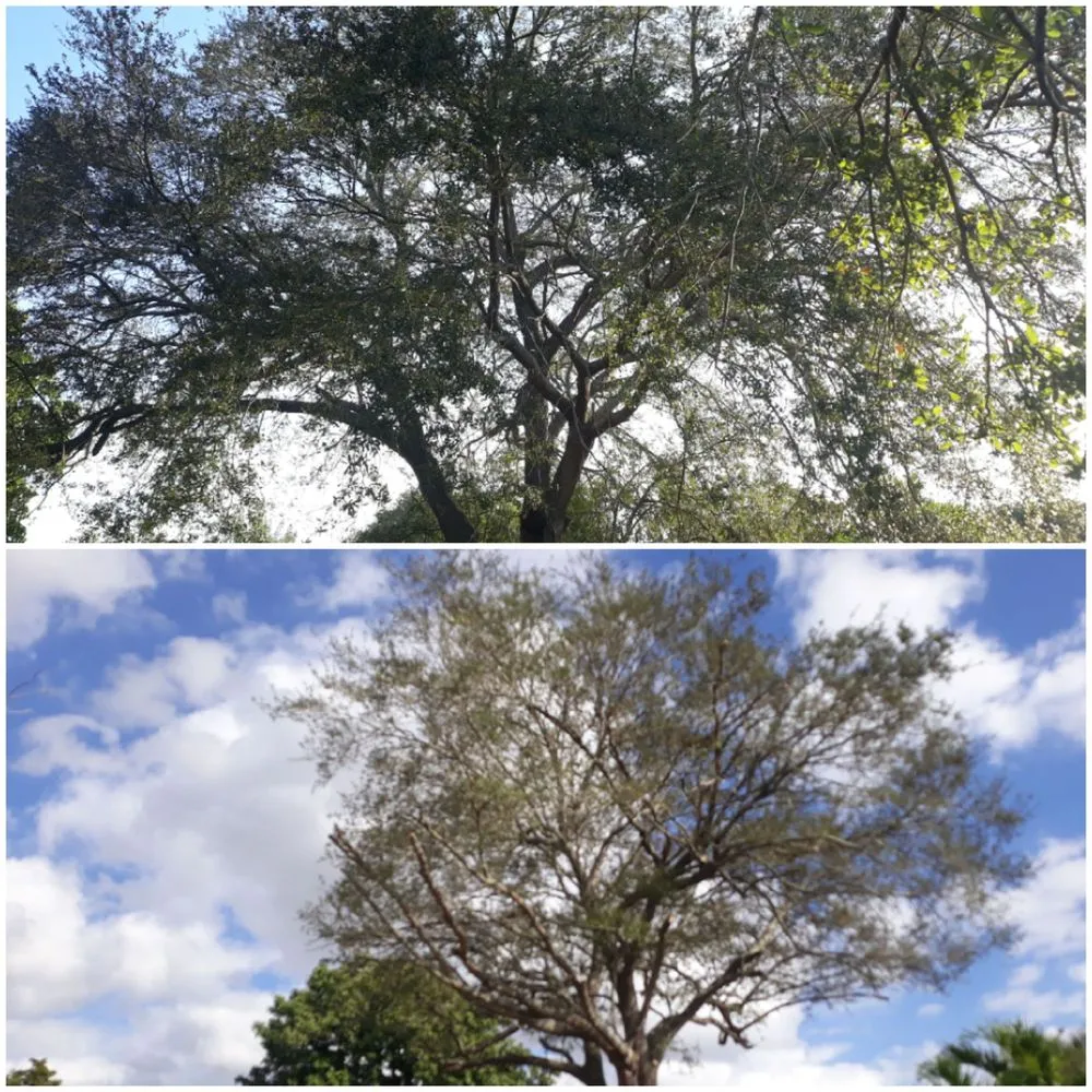 Reliable landscape installation in Hialeah, FL - Forte Tree Trimming