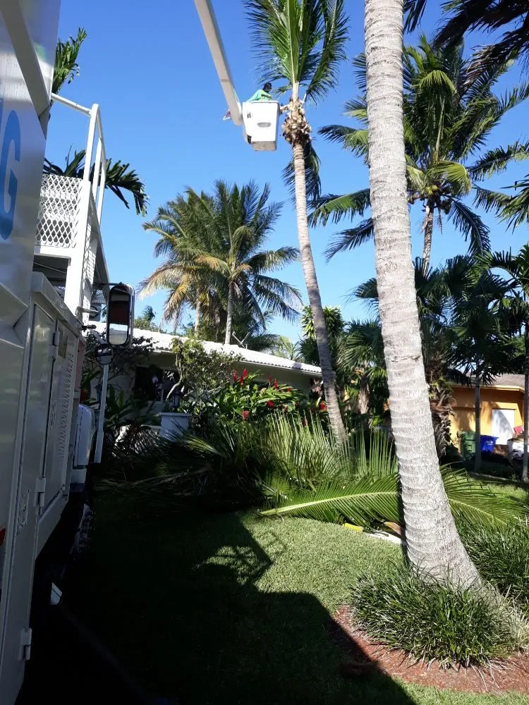Local landscaping services in Hialeah, FL - Forte Tree Trimming