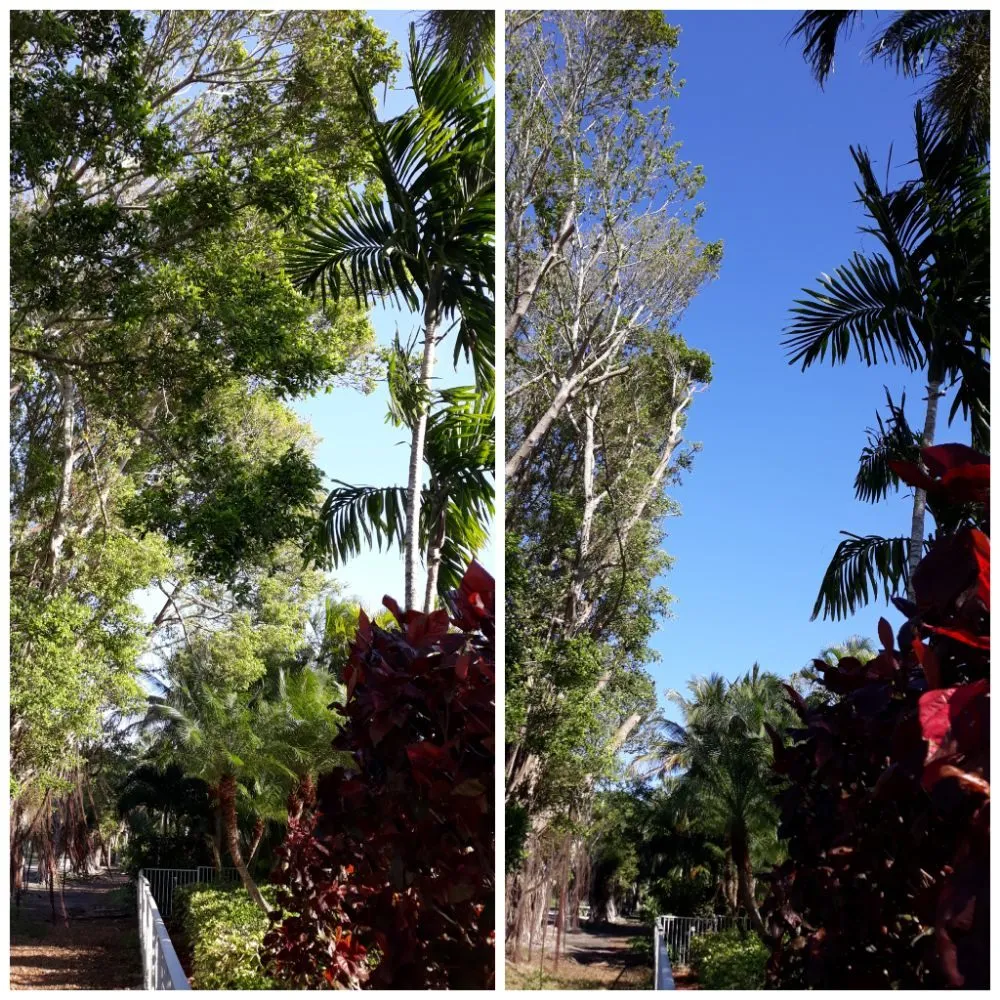 Affordable outdoor landscaping in Hialeah, FL - Forte Tree Trimming