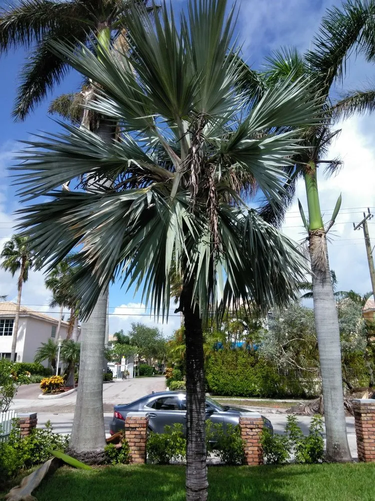 Expert outdoor landscaping for year-round maintenance across Hialeah, FL - Forte Tree Trimming