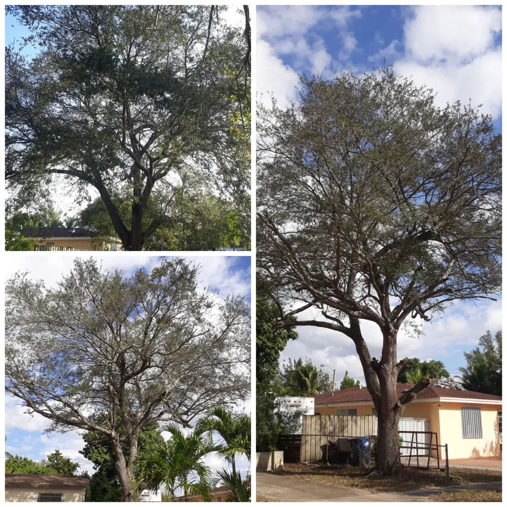 Professional landscape design in Hialeah, FL - Forte Tree Trimming