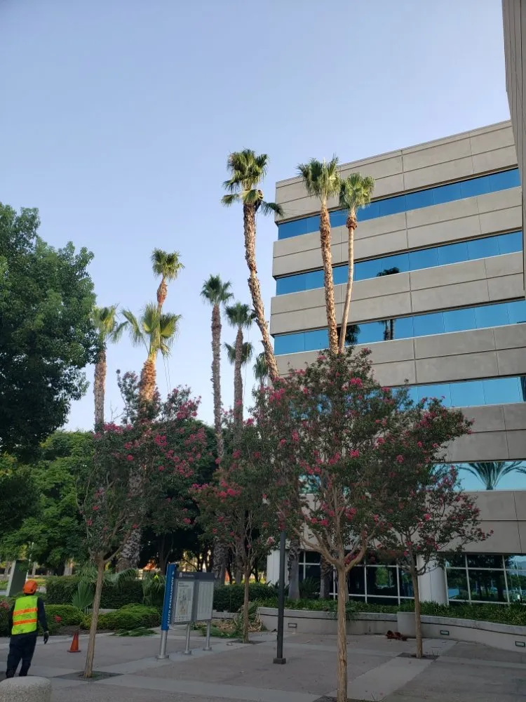 Expert yard maintenance with custom design in Laguna Niguel, CA by Fortino's Landscaping & Tree Service