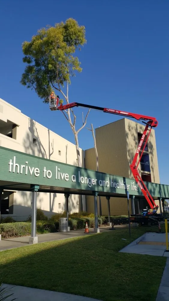 Reliable landscape installation in Laguna Niguel, CA by Fortino's Landscaping & Tree Service