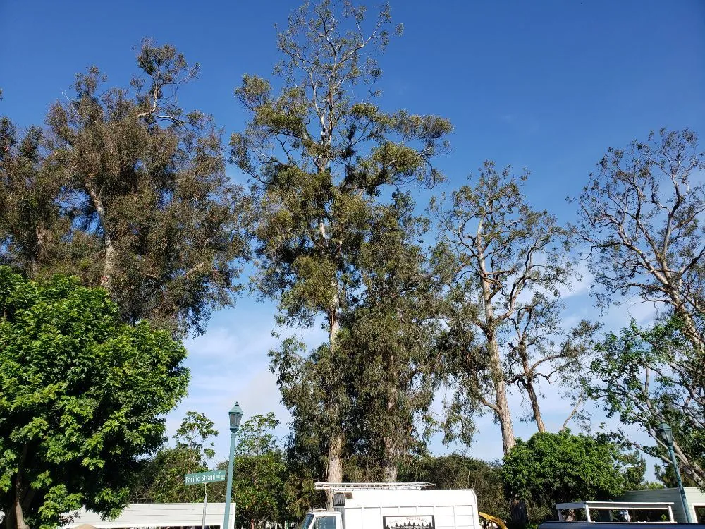 Custom landscape installation experts serving Laguna Niguel, CA - Fortino's Landscaping & Tree Service