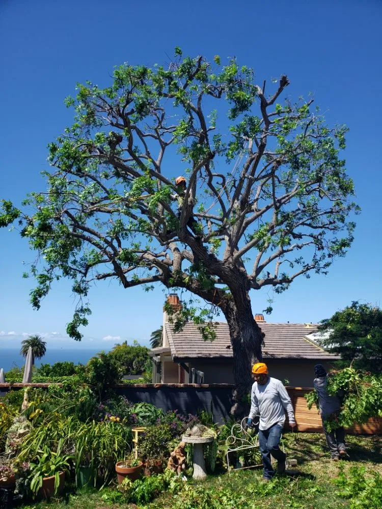 Local landscape design for beautiful yards across Laguna Niguel, CA - Fortino's Landscaping & Tree Service