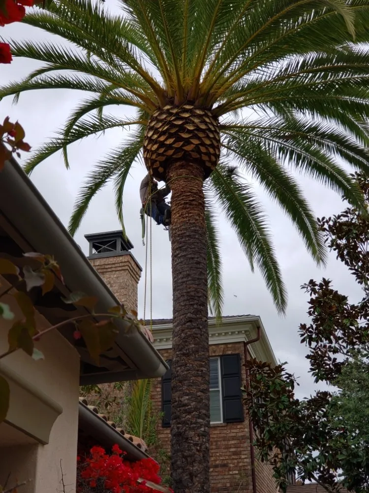 Top-rated landscaping services near you in Laguna Niguel, CA by Fortino's Landscaping & Tree Service