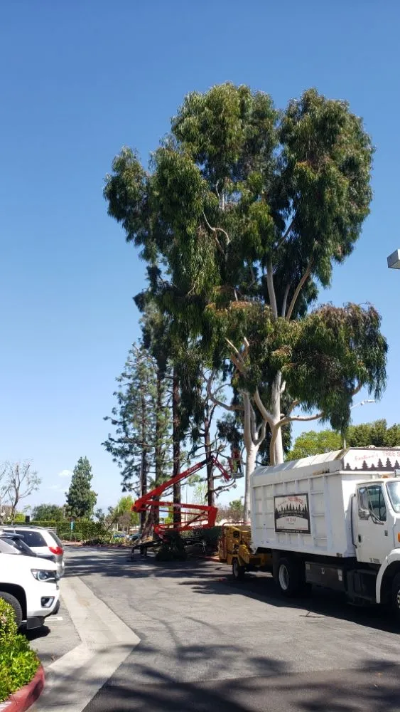 Expert lawn mowing service for beautiful yards in Laguna Niguel, CA by Fortino's Landscaping & Tree Service