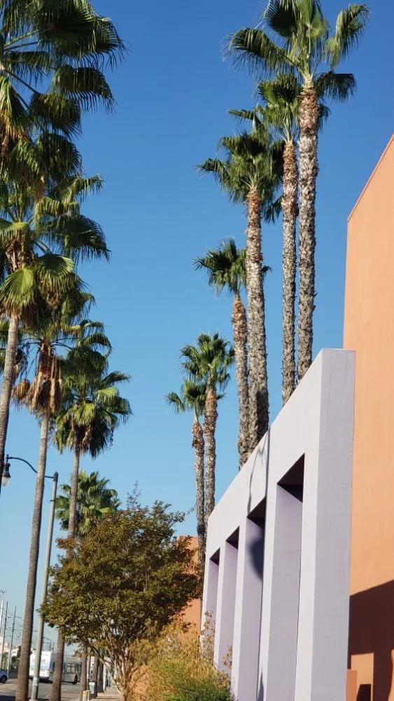 Top-rated lawn care service experts serving Laguna Niguel, CA - Fortino's Landscaping & Tree Service