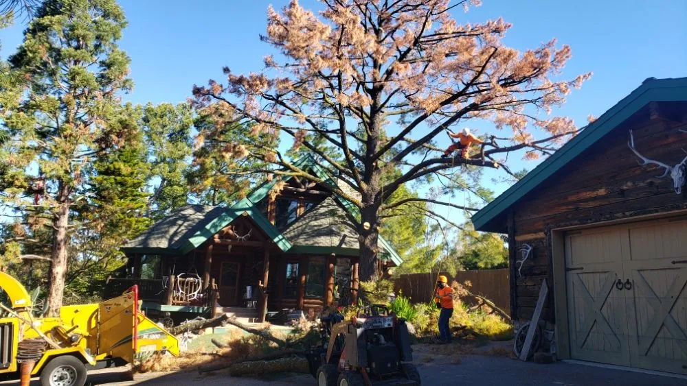 Reliable residential landscaping in Laguna Niguel, CA by Fortino's Landscaping & Tree Service