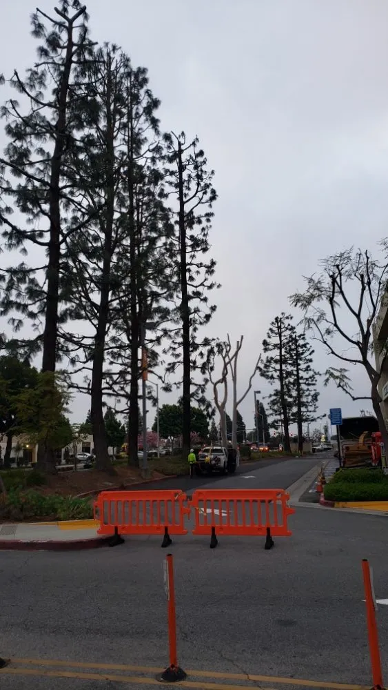 Top-rated lawn care service for homes in Laguna Niguel, CA by Fortino's Landscaping & Tree Service