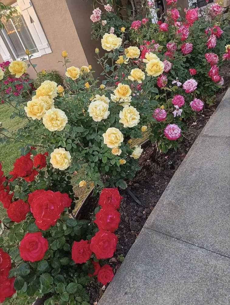 Reliable landscape design for outdoor upgrades in San Mateo, CA by Fortino's Landscaping