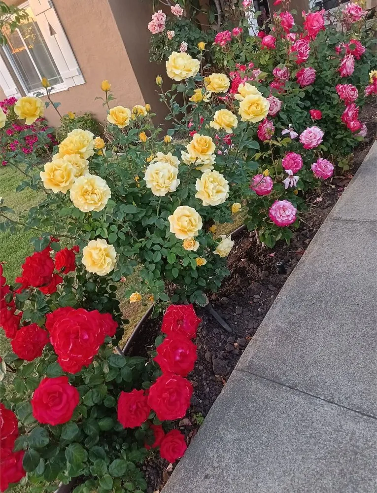 Professional lawn care service near you in San Mateo, CA by Fortino's Landscaping