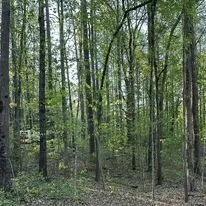 Affordable yard cleanup service in Dallas, GA - Fortitude Land Management