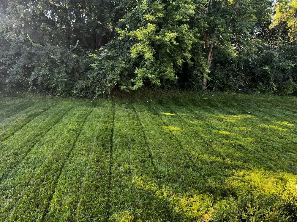 Expert lawn care service for outdoor upgrades across Westland, MI - Fortune Ferns