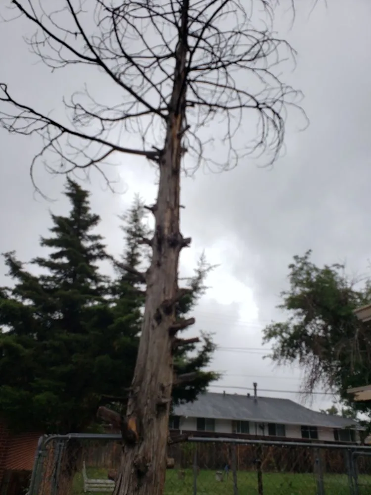 Local landscape design near you across denver, CO - Fortyfox Landscaping