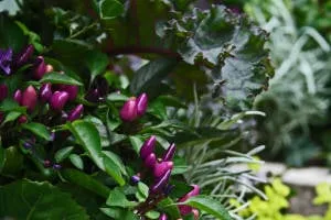 Trusted residential landscaping in Sagamore Beach, MA by Foster Creative Designs