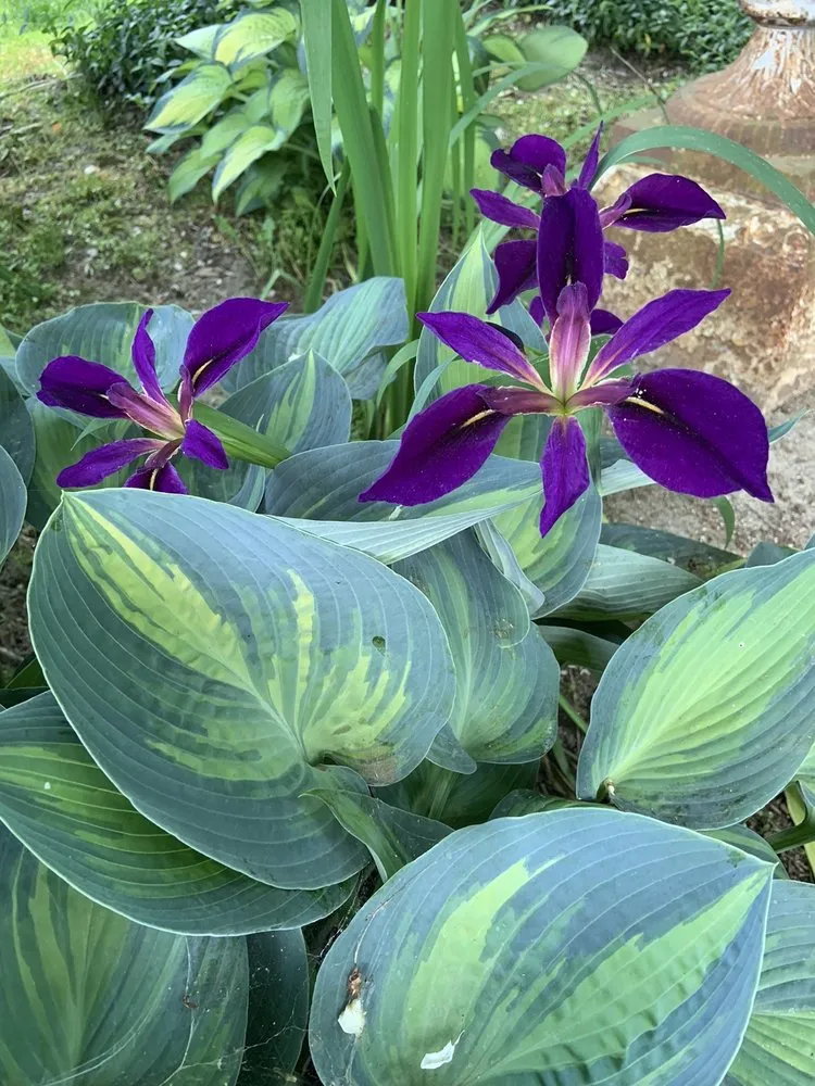 Top-rated yard maintenance in Easton, CT - Foster's