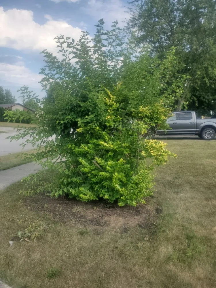 Custom outdoor landscaping with custom design in Columbus Grove, OH by Fosters Lawn and Garden