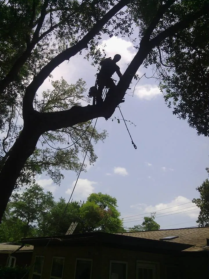 Custom lawn care service experts serving Daytona Beach, FL - Foster's Lawn and Tree Service