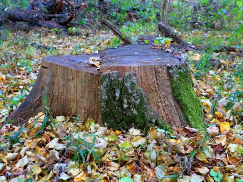 Trusted landscaping services in Corpus Christi, TX by Fosters Lawn Care & Landscaping