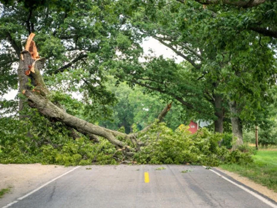 Top-rated landscape installation in Corpus Christi, TX - Fosters Lawn Care & Landscaping