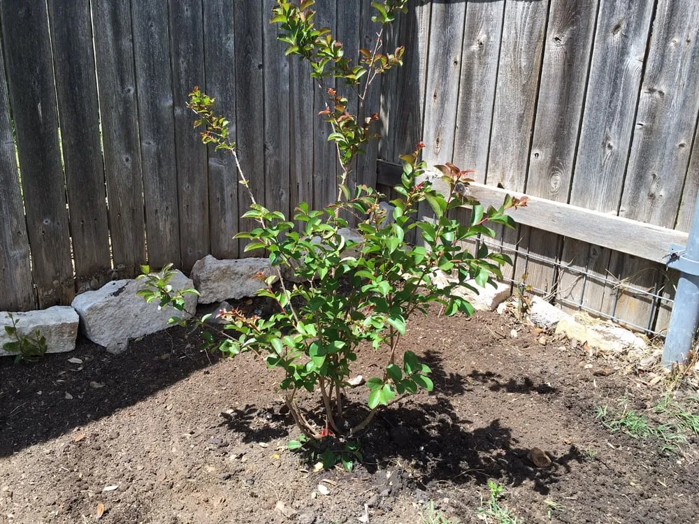 Top-rated residential landscaping experts serving Leander, TX - Fosters Lawn Care