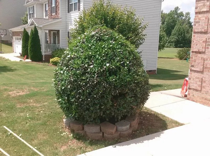 Expert landscape installation for outdoor upgrades in Louisburg, NC by Foster’s Lawn Maintenance and Landscaping