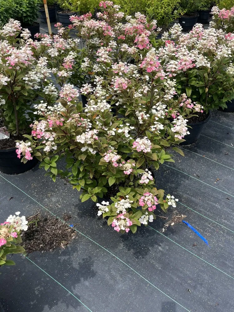 Reliable landscaping services for residential properties across Nashville, TN - Four Brothers Lawn and Landscaping