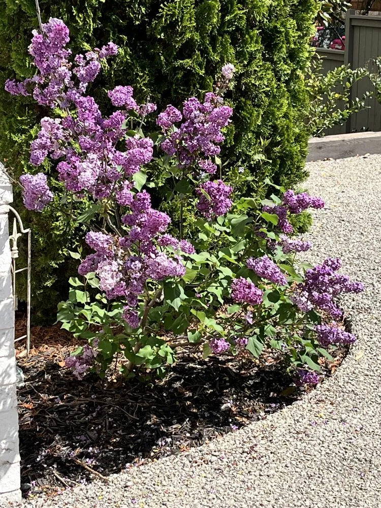 Top-rated yard maintenance for year-round maintenance in Nashville, TN by Four Brothers Lawn and Landscaping