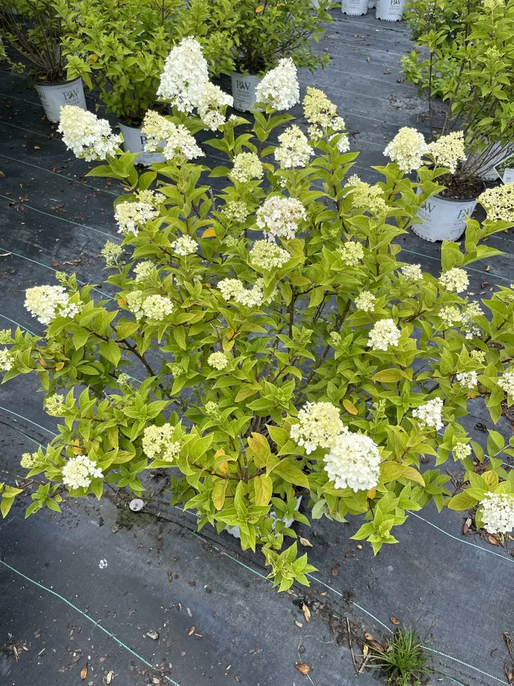 Expert lawn care service in Nashville, TN by Four Brothers Lawn and Landscaping