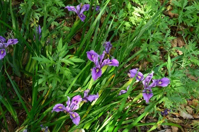 Reliable yard maintenance in Oakland, CA by Four Dimensions Landscape