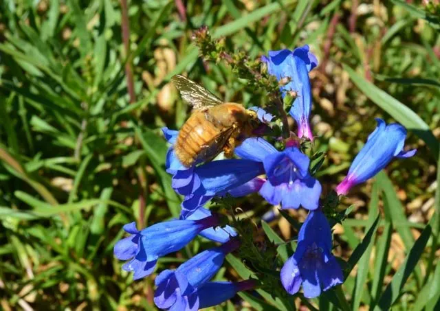 Local landscape installation experts serving Oakland, CA - Four Dimensions Landscape