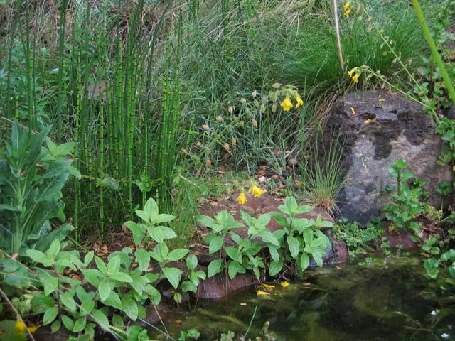 Expert yard maintenance in Oakland, CA by Four Dimensions Landscape