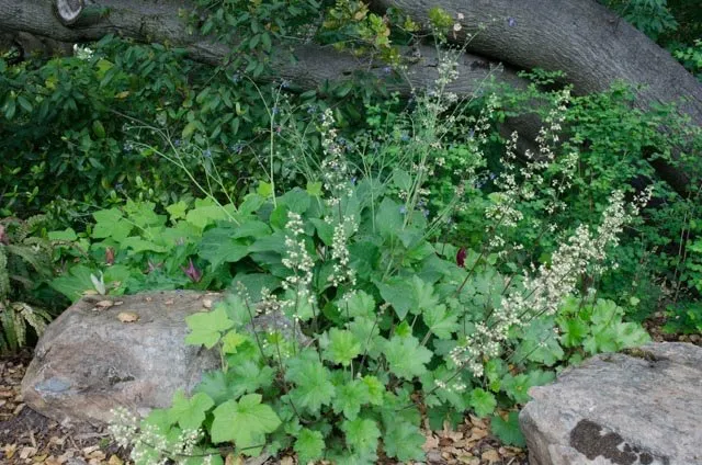 Trusted garden landscaping in Oakland, CA - Four Dimensions Landscape