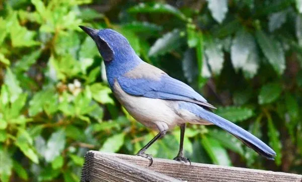 Four Dimensions Landscape Logo