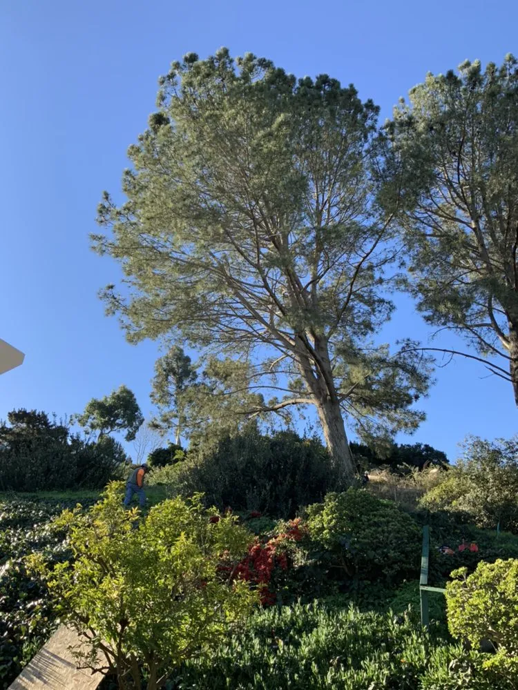 Top-rated residential landscaping for residential properties across National City, CA - Four Guys Landscaping