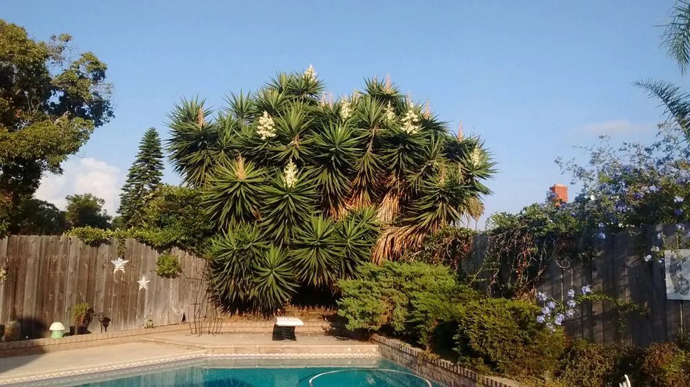 Reliable landscape installation in National City, CA - Four Guys Landscaping