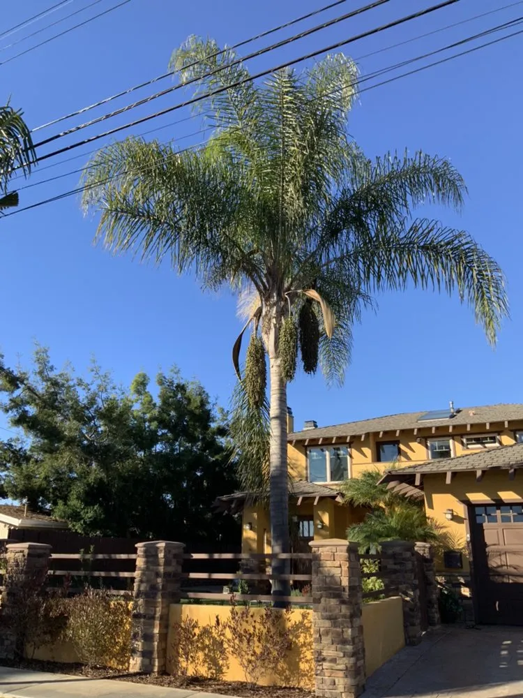 Affordable lawn mowing service experts serving National City, CA - Four Guys Landscaping