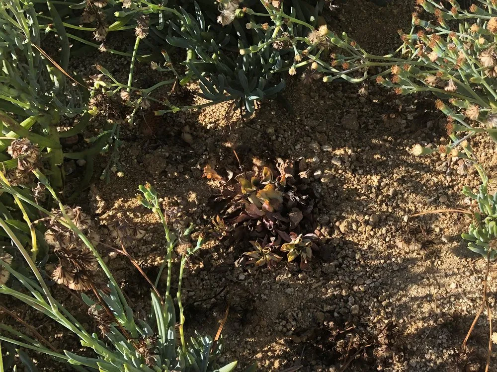 Affordable lawn care service for residential properties across National City, CA - Four Guys Landscaping