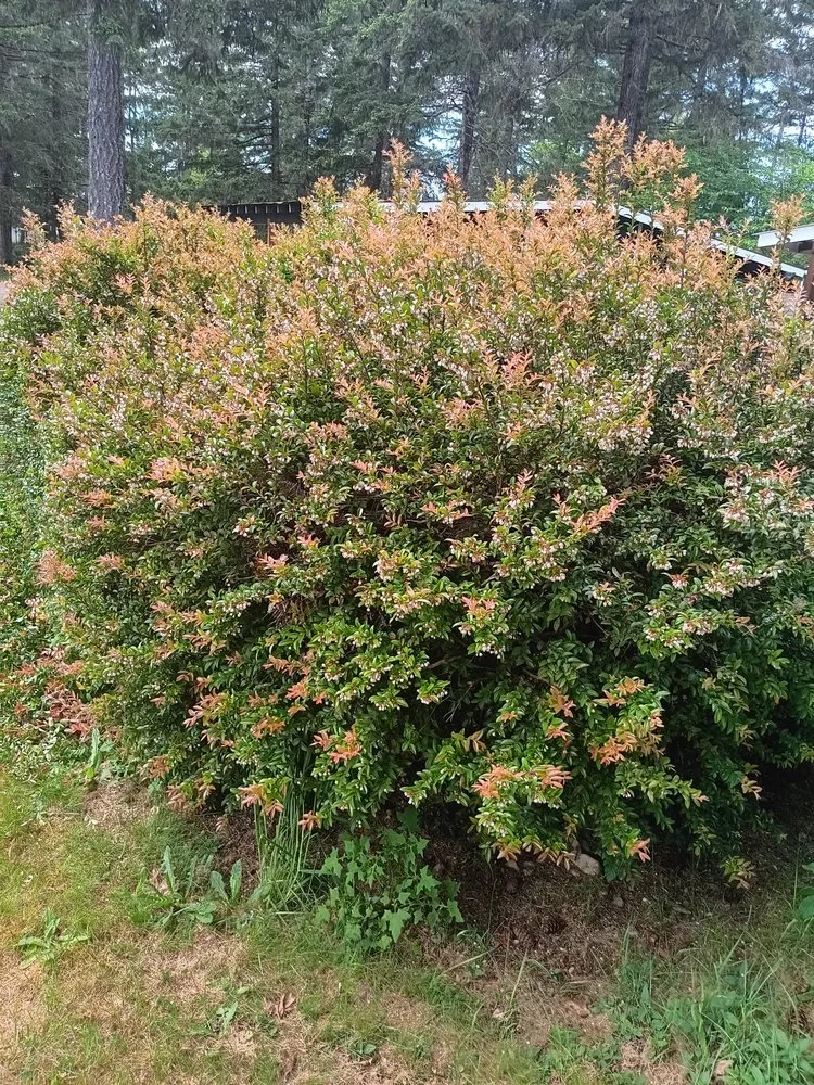 Trusted yard maintenance experts serving Shelton, WA - Four Rivers Landscaping