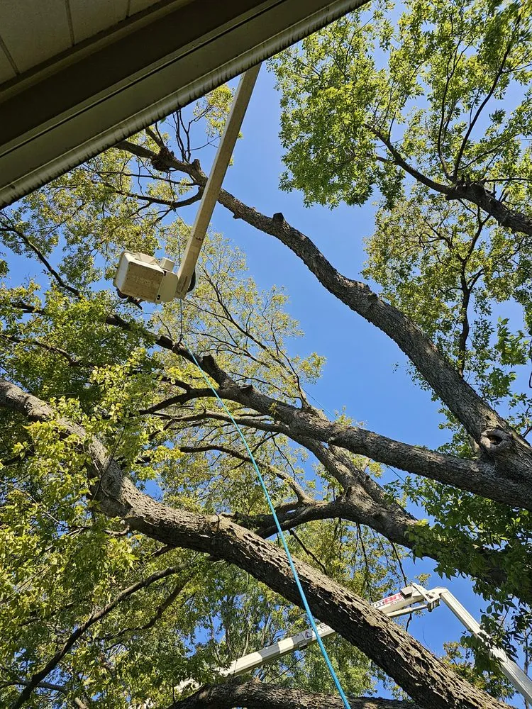 Top-rated lawn care service for residential properties in Kansas City, MO by Four Roots Landscape