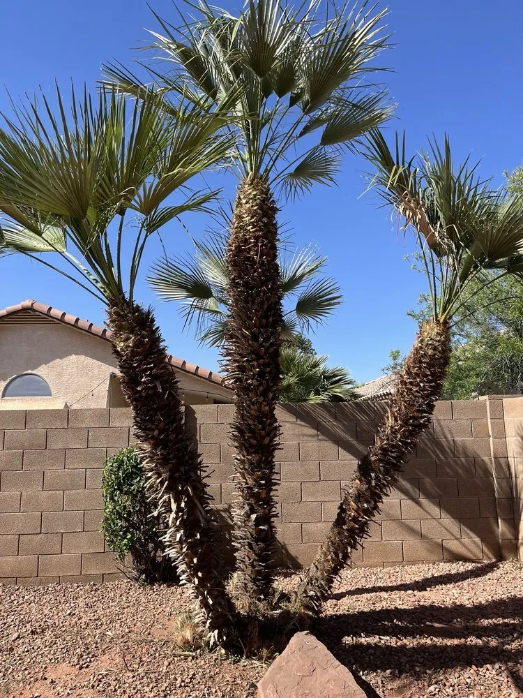 Local garden landscaping in Gilbert, AZ - Four Season Clean Ups