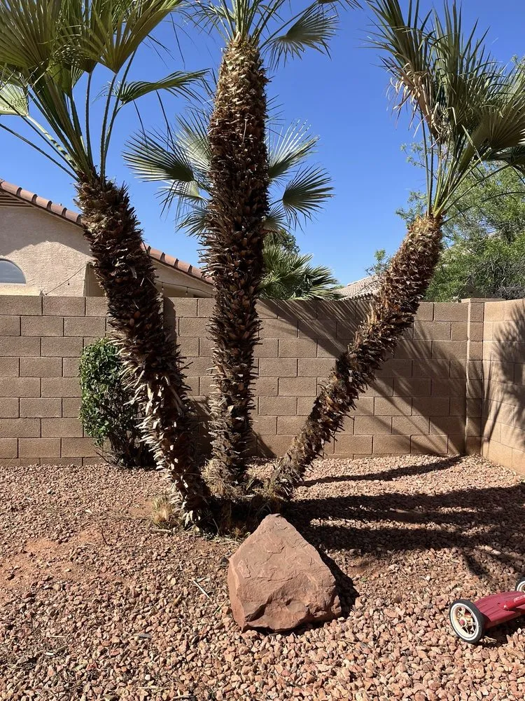Expert landscaping services in Gilbert, AZ by Four Season Clean Ups