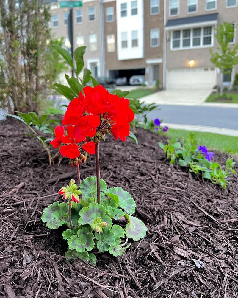 Affordable outdoor landscaping in Pasadena, MD by Four Seasons Contracting