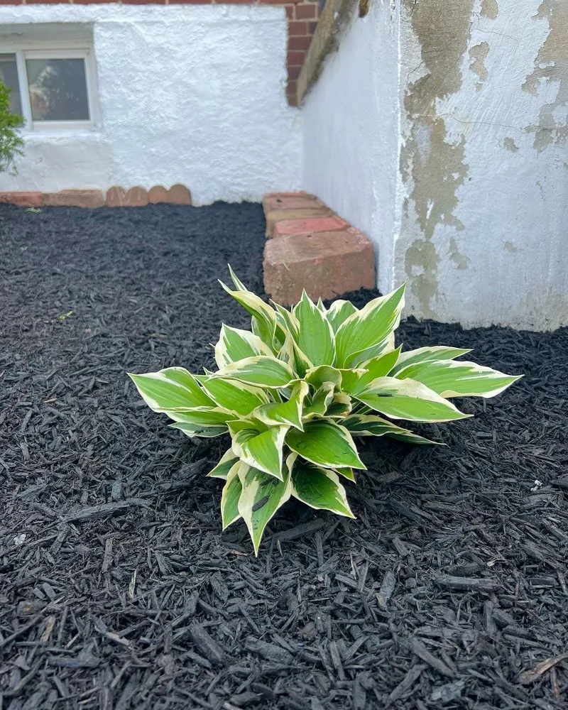 Professional lawn care service in Pasadena, MD by Four Seasons Contracting